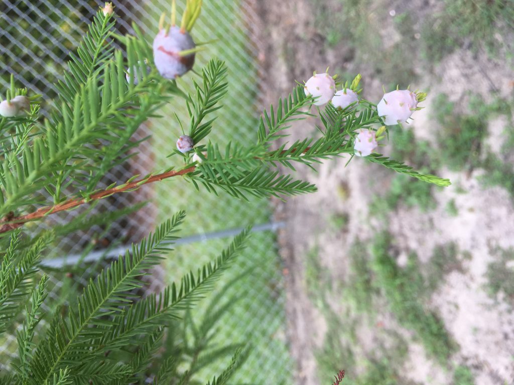 Mysterious Growths on Bald Cypress | Gardening in the Panhandle