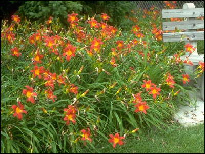 Fall is an Excellent Time to Plant Daylilies