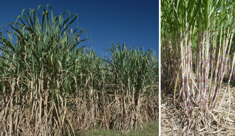 Backyard Sugarcane in the Panhandle | Gardening in the Panhandle