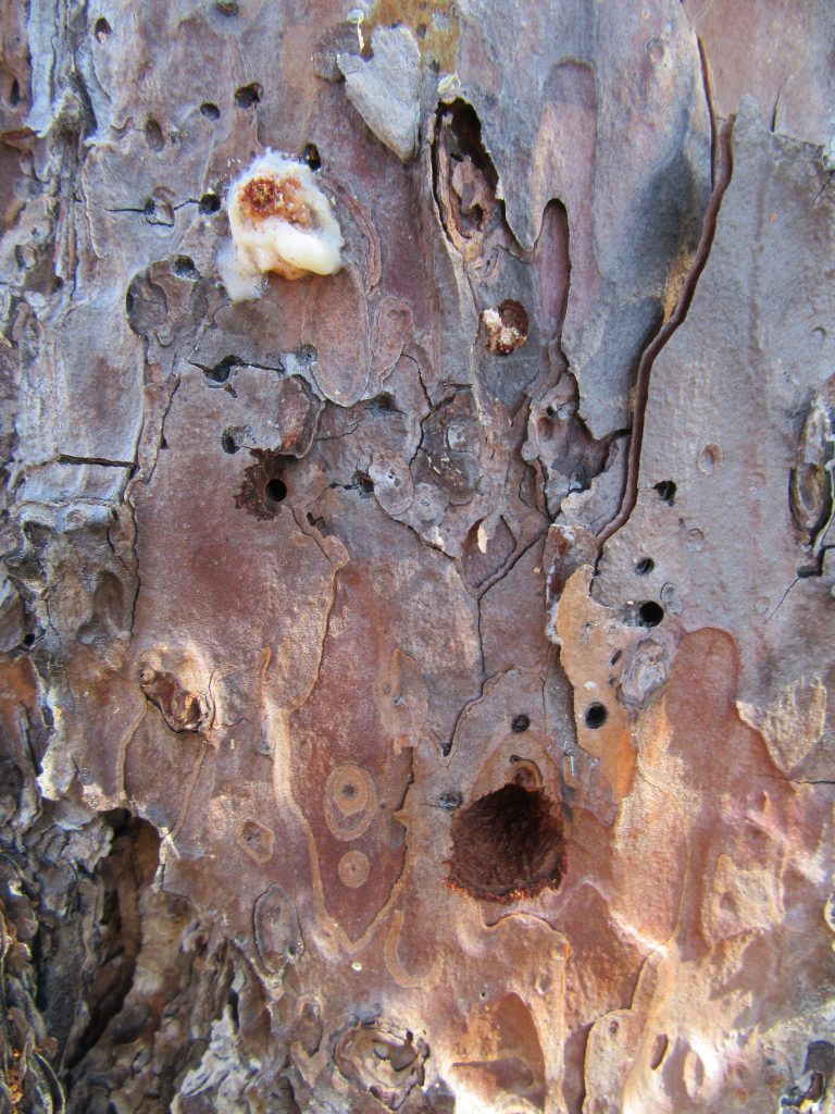 Arrowhead borer damage on a pine tree.