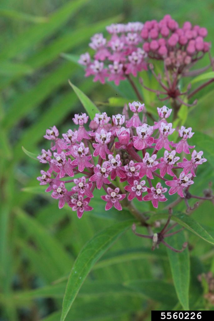 Time to Cut Back Tropical Milkweed | Gardening in the Panhandle