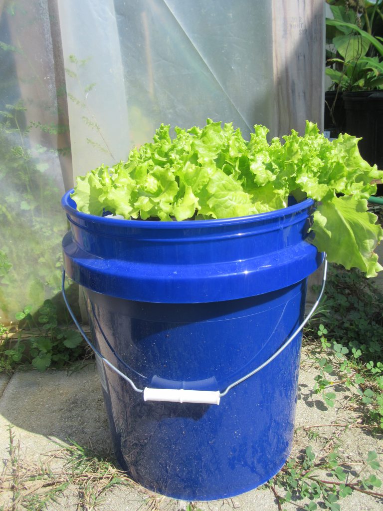 Leaf lettuce growing in a floating hydroponic system.