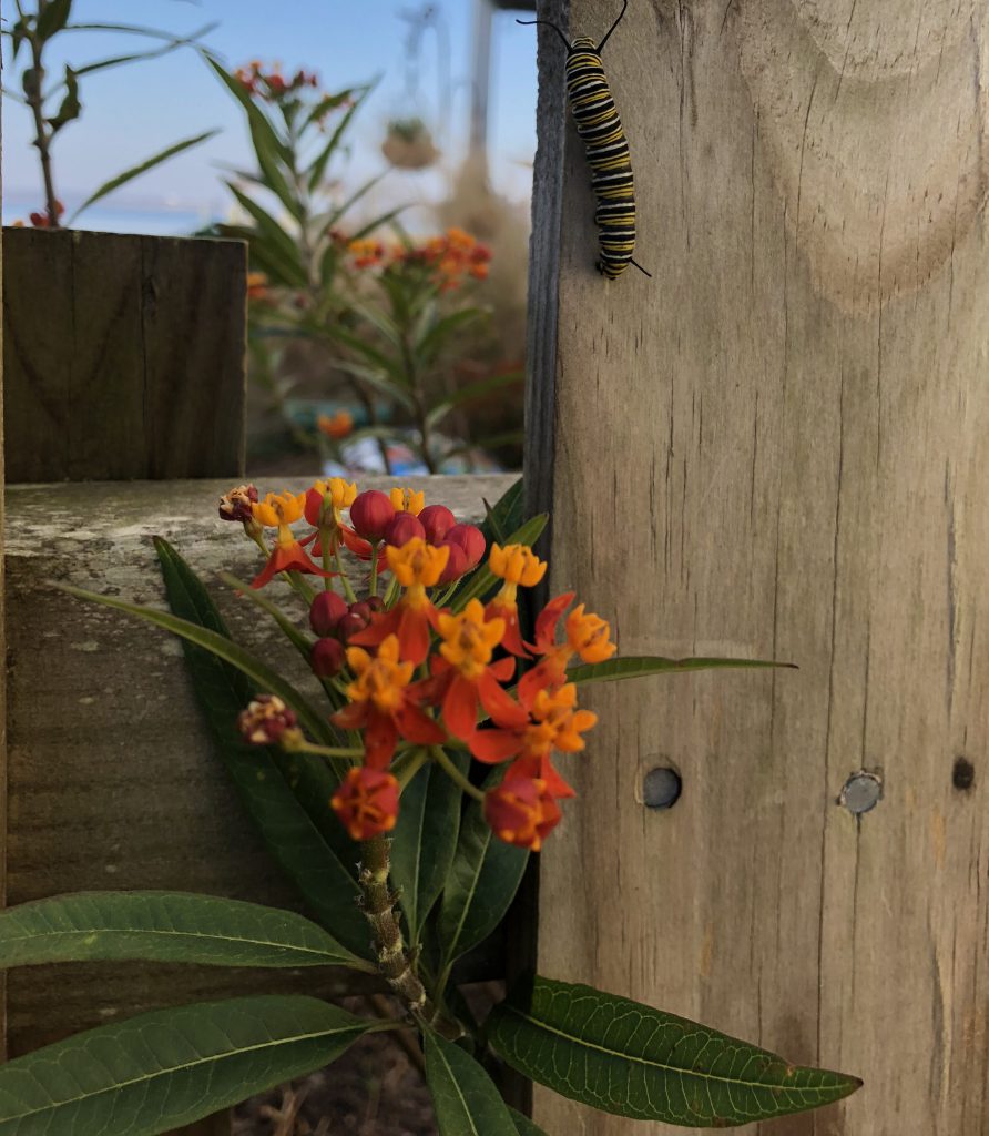 Time to Cut Back Tropical Milkweed Gardening in the Panhandle