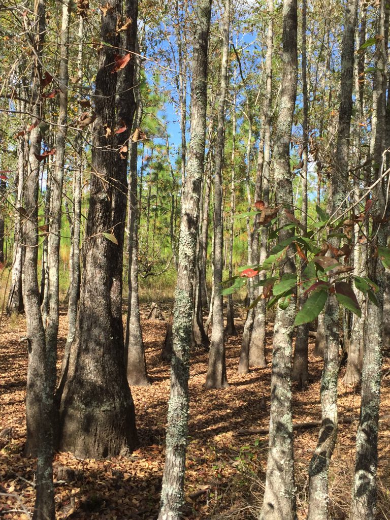 Blackgum/Tupelo trees At home in the river or your backyard