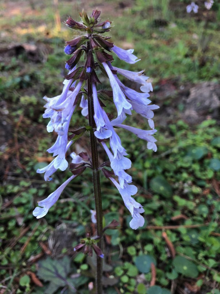 Florida Wildflowers Lyreleaf Sage Gardening in the Panhandle