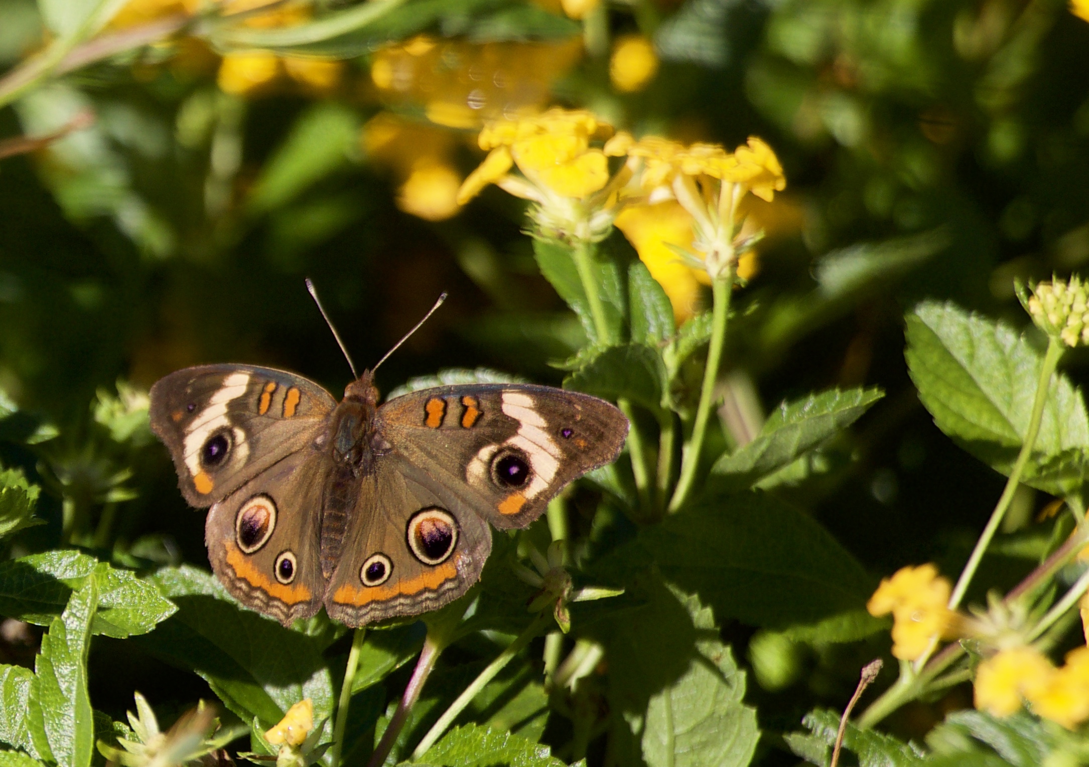 Planting a Butterfly Garden – Video