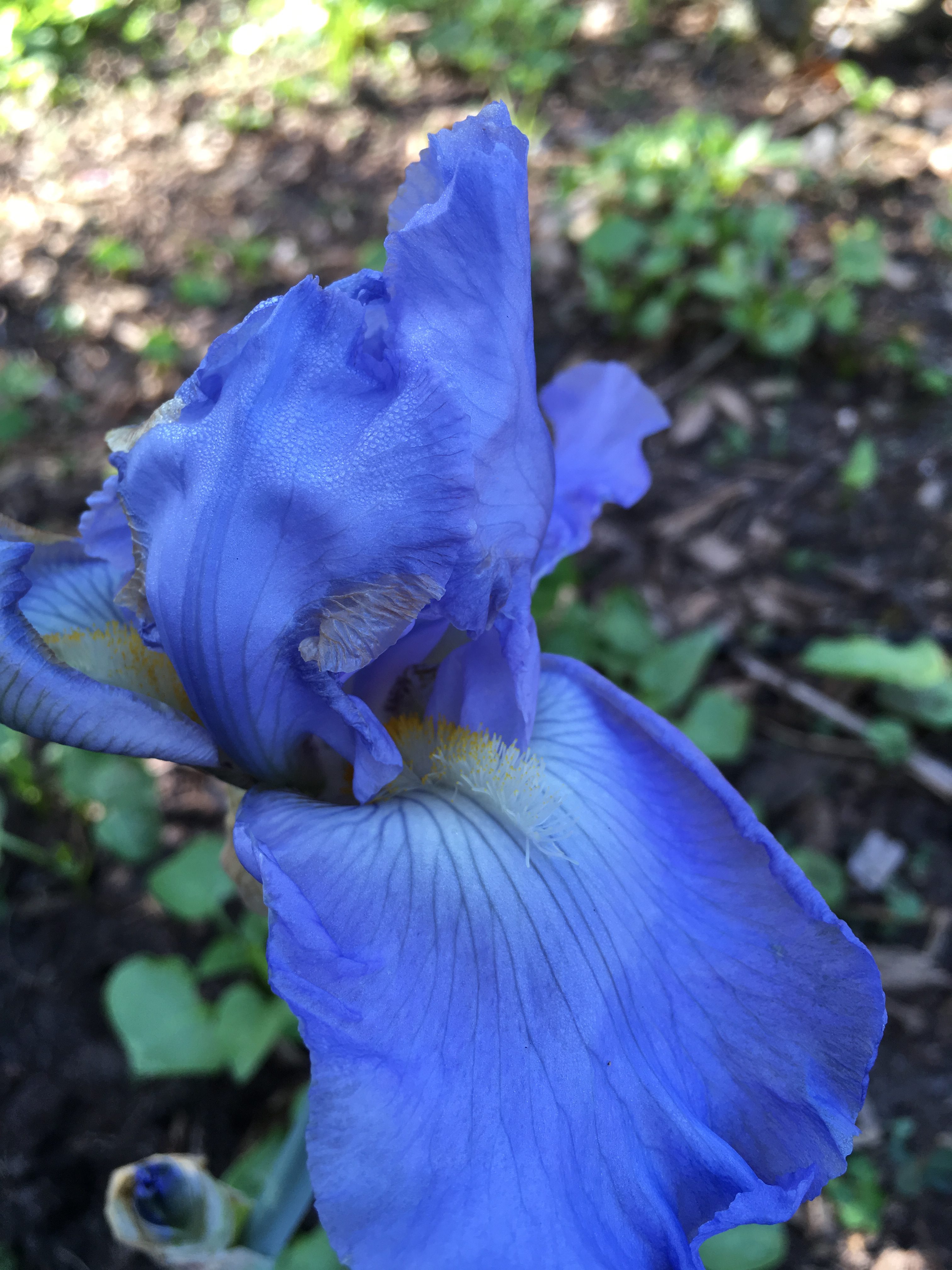 So Many Irises For The Florida Garden Gardening In The Panhandle