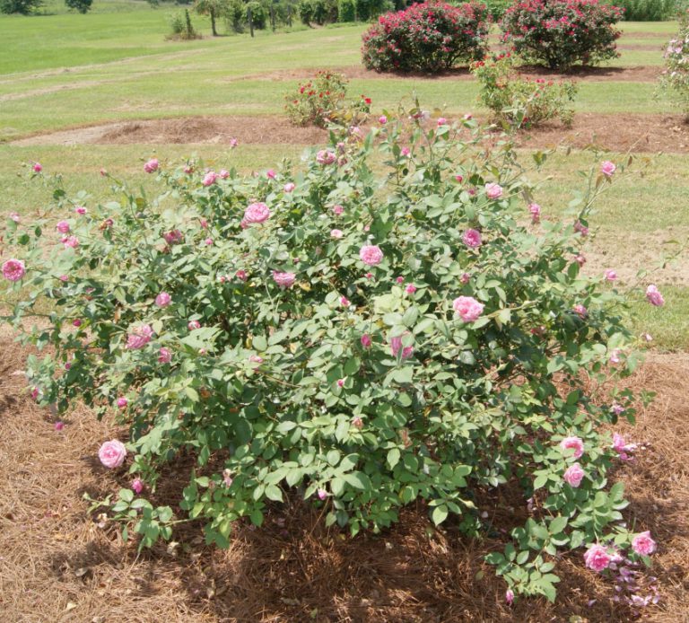 Unique Roses for Northwest Florida and Beyond Gardening in the Panhandle