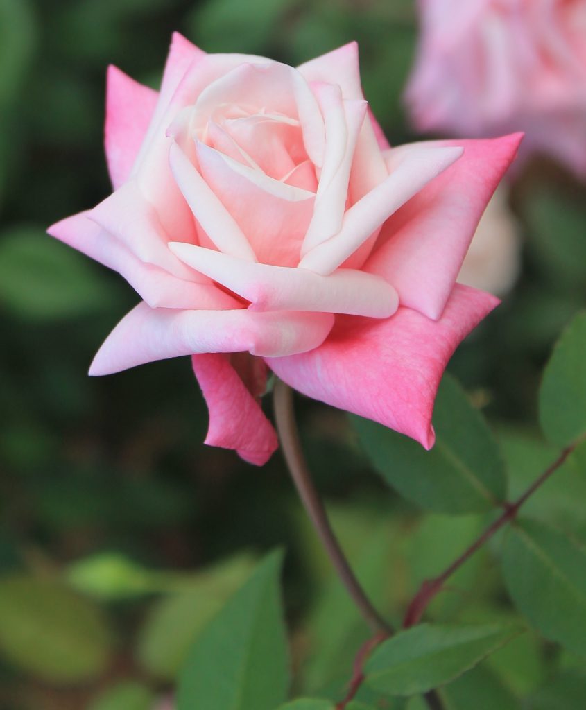 Unique Roses for Northwest Florida and Beyond | Gardening in the Panhandle