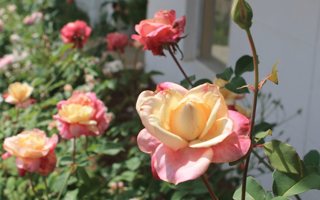Unique Roses for Northwest Florida and Beyond