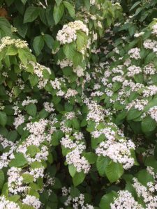 small clusters of white flowers along stem of luzon viburnum