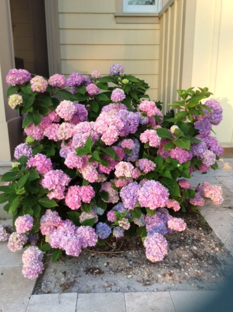 How to Succeed with Hydrangeas | Gardening in the Panhandle