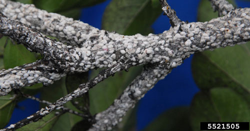 New Crapemyrtle Bark Scale Article Available