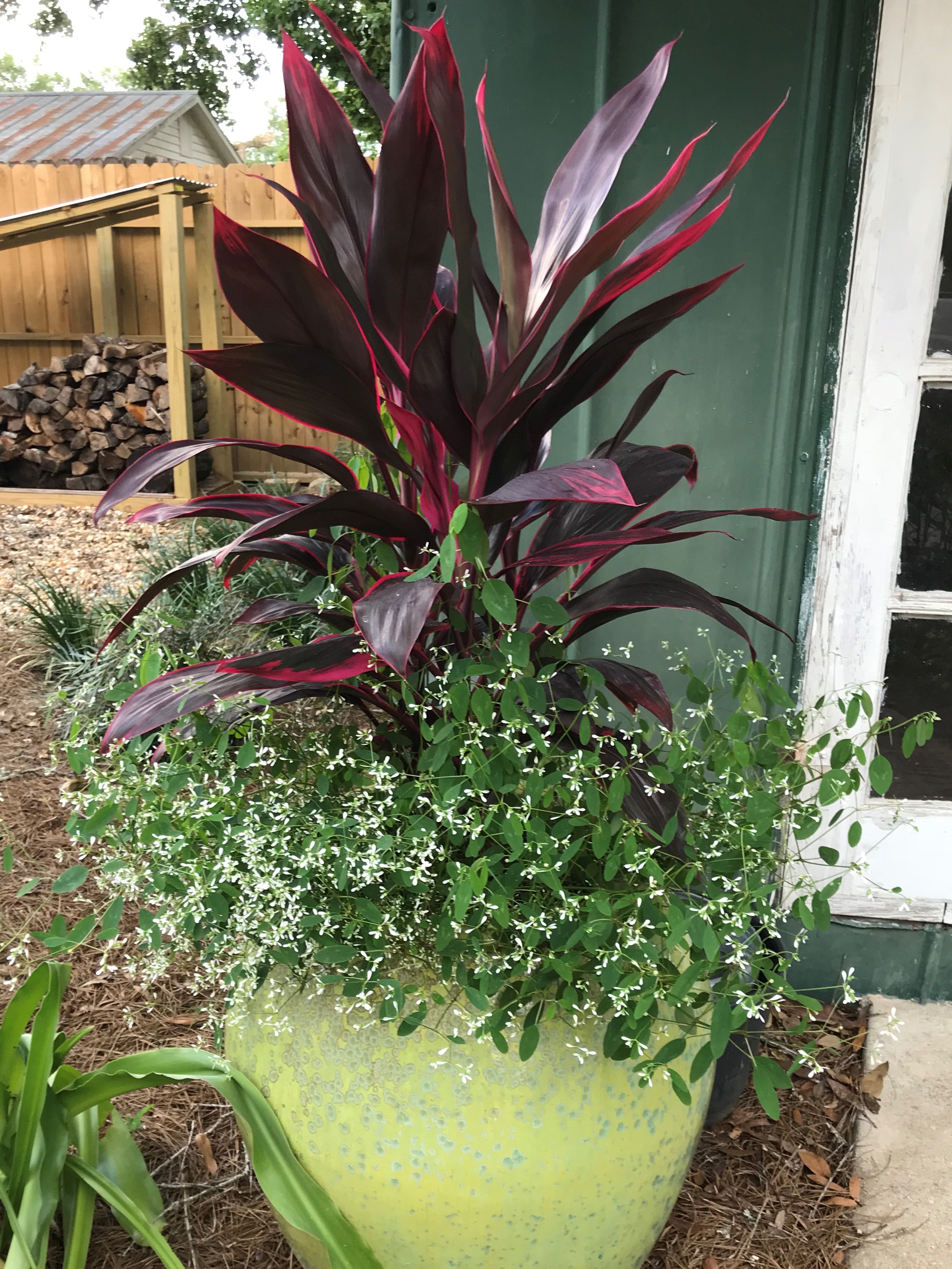 Image of Bird of Paradise ti plant companion