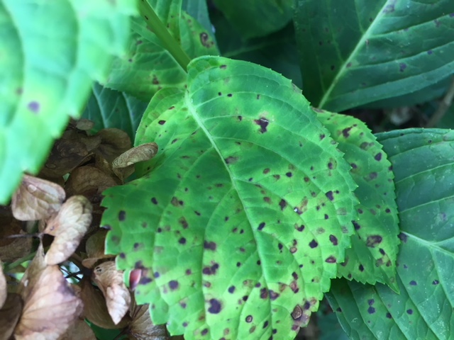 Leaf Spots Abound on Hydrangeas this Time of Year