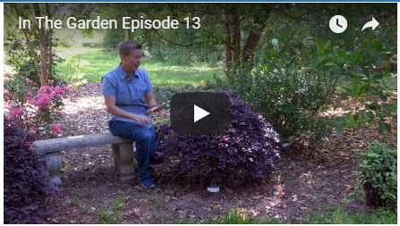 The Right Loropetalum for Your Garden
