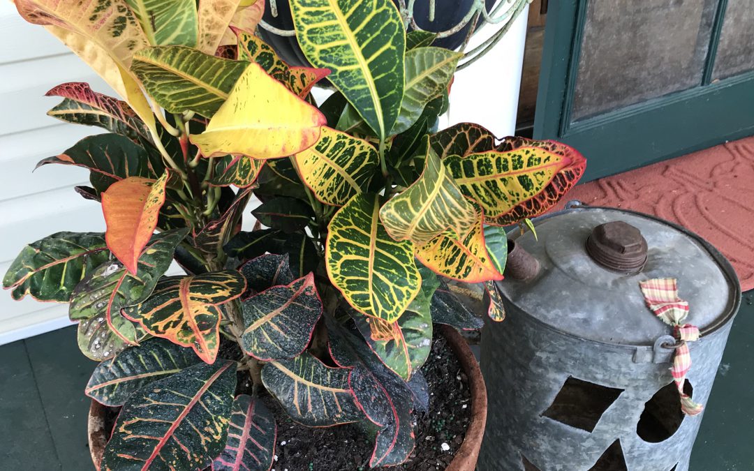 Create Your Own Fall Color with Annual Foliage Plants