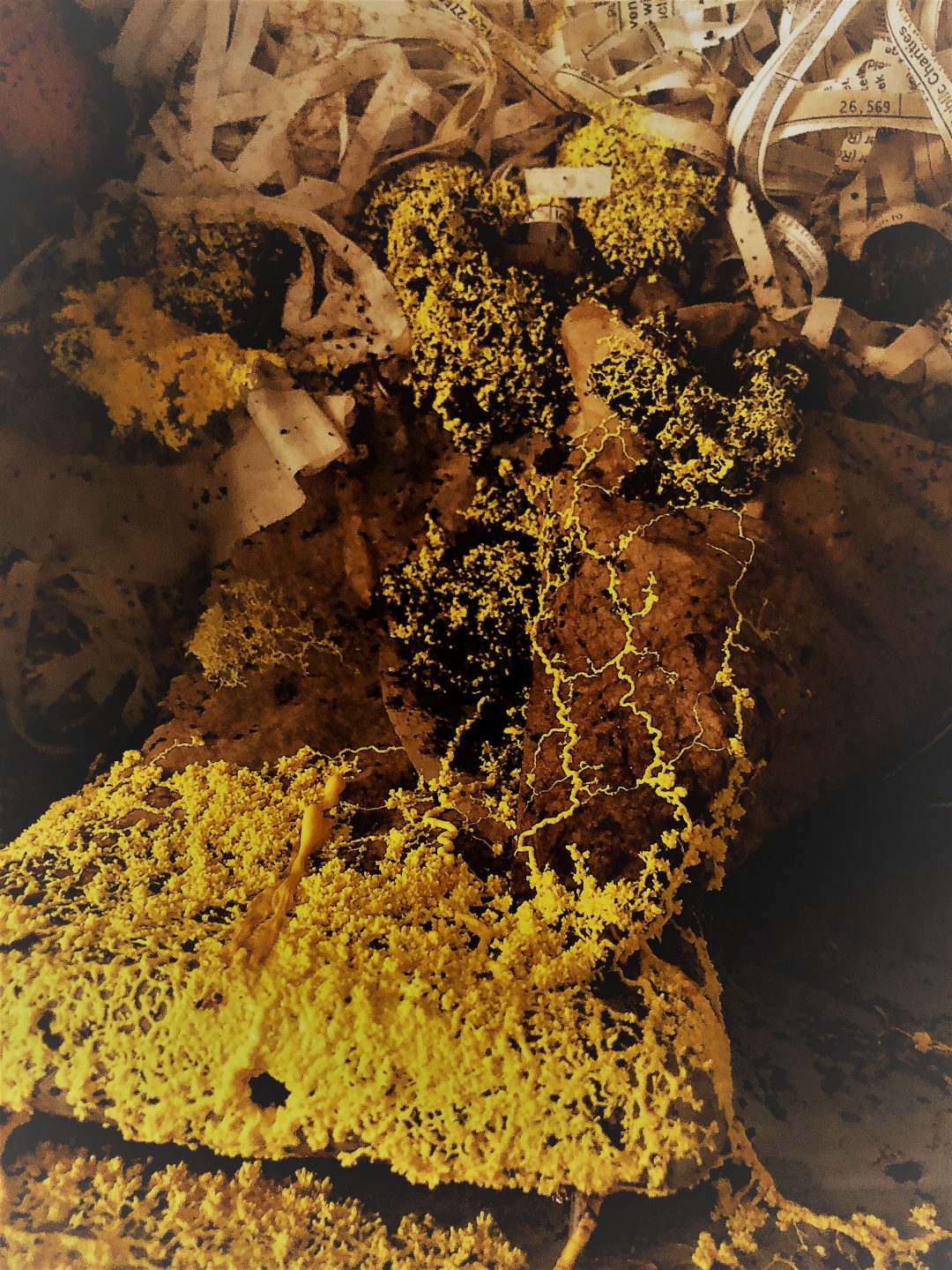 Do Slime Molds Cause Disease