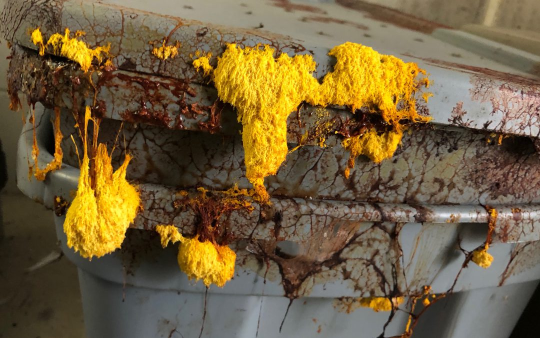 Mold Growing On A Egg