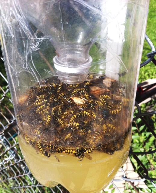 Stinging Wasps Active After Storms