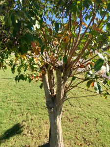 Improperly pruned crape myrtle tree