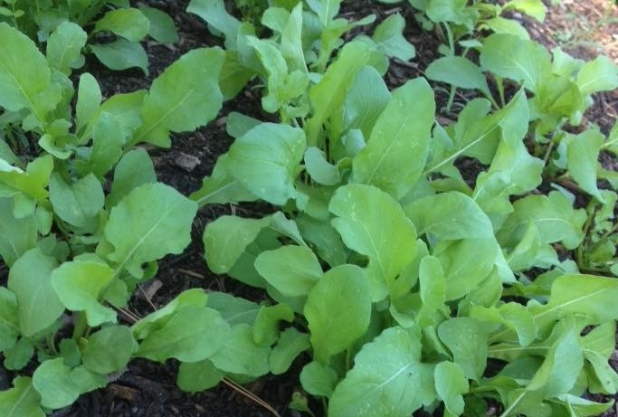 It's Never a Time to Arugula Gardening in the Panhandle