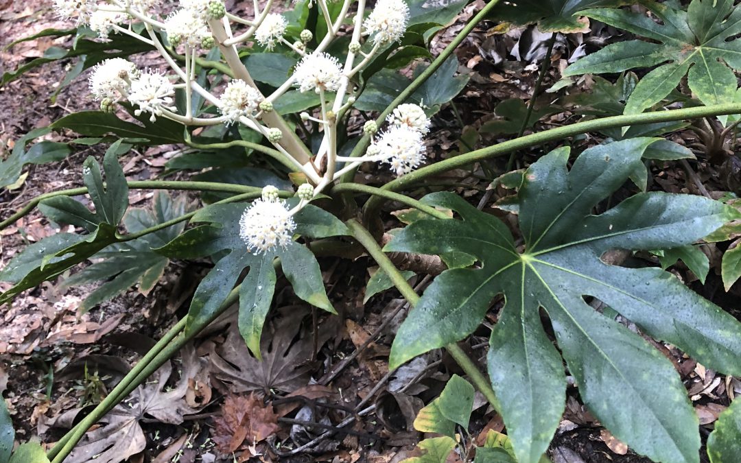 Fatsia japonica Provides Gorgeous Winter Blooms