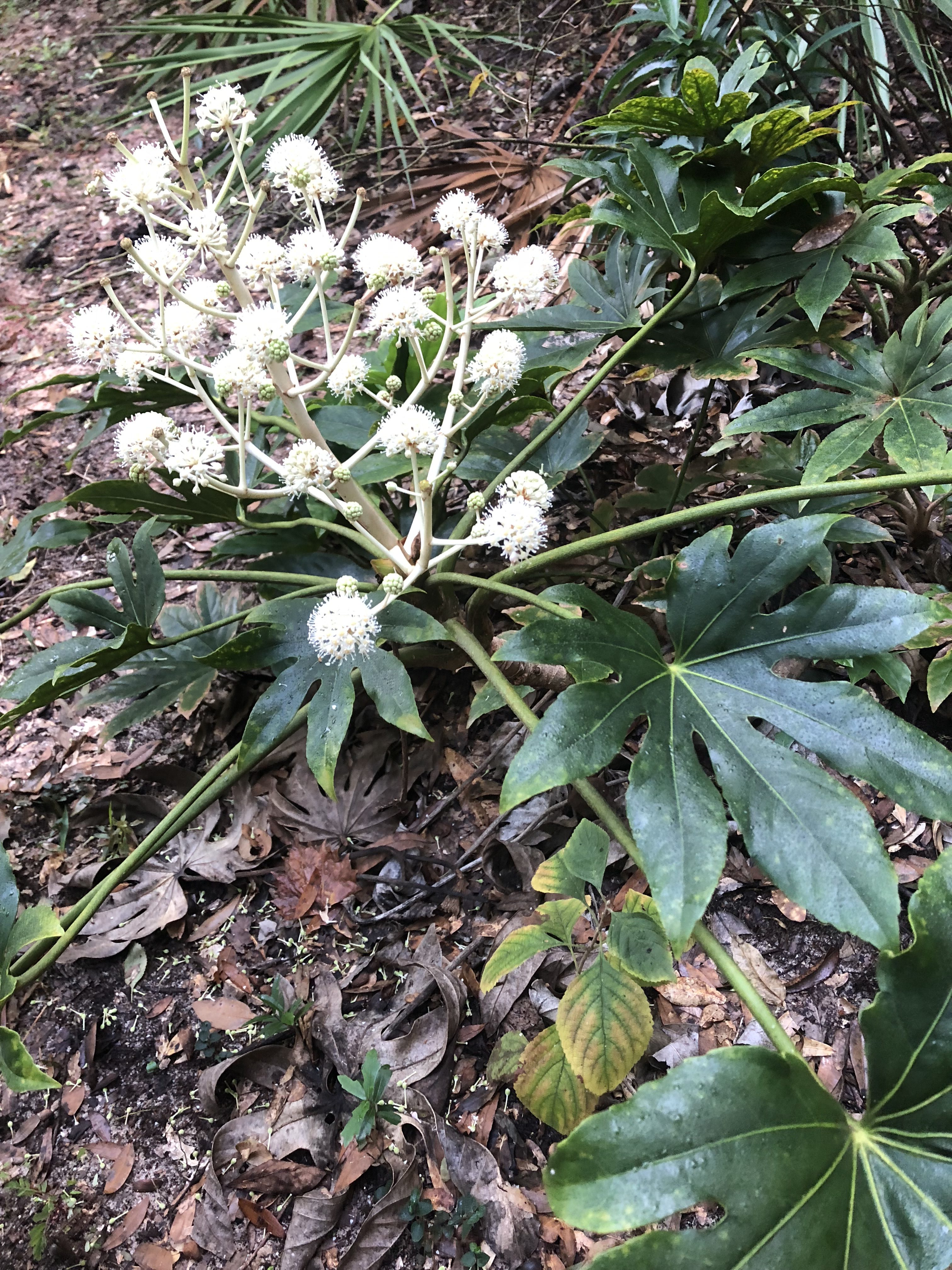 Image of Fatsia japonica flowers in full bloom