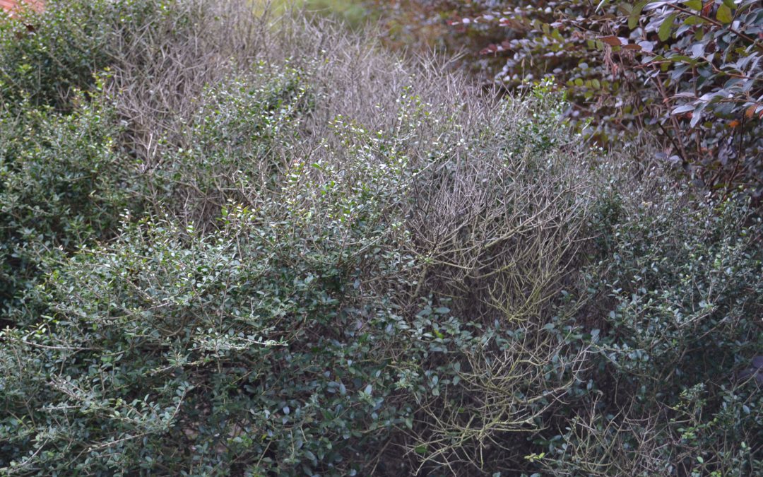 Tis the Season for Plant Dieback – Here’s How to React