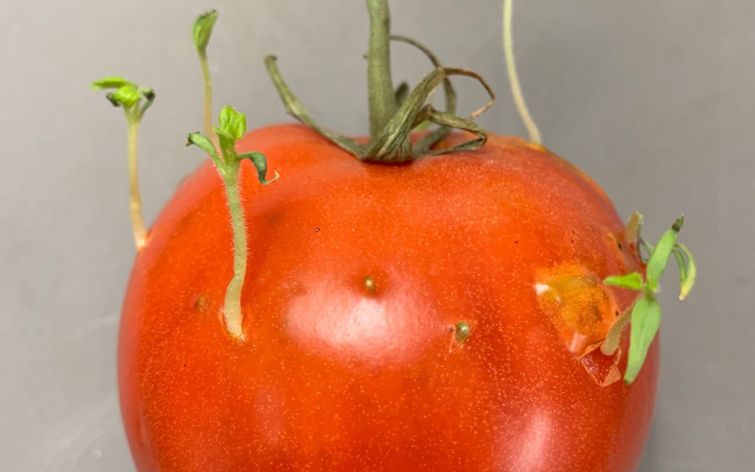 A Weird Tomato!