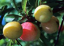 Chickasaw Plum