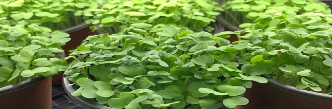 Try Growing Microgreens