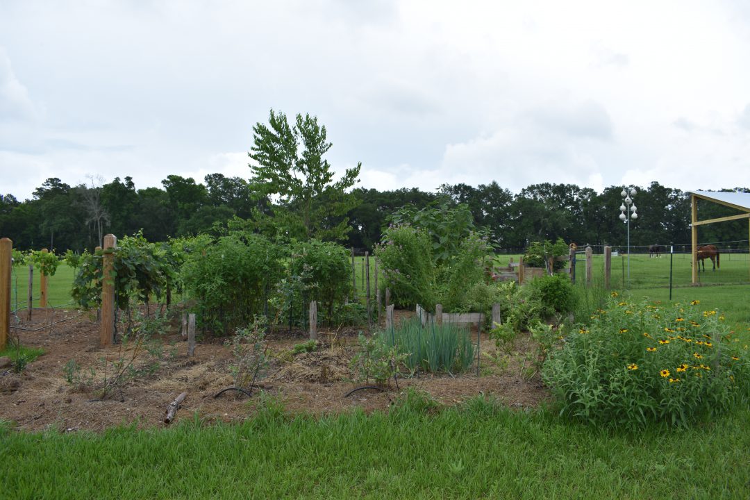 Planning the Garden: Crop Rotation | Gardening in the Panhandle