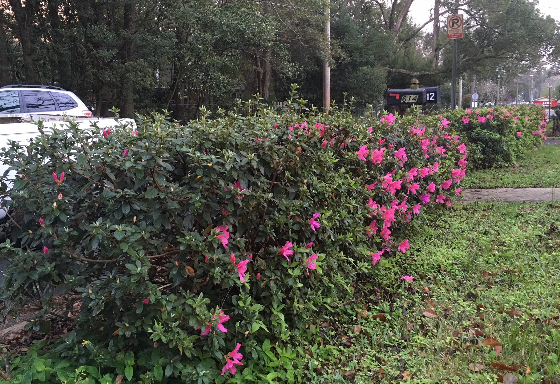Bushes, year Quincy FL what time of trim to azalea