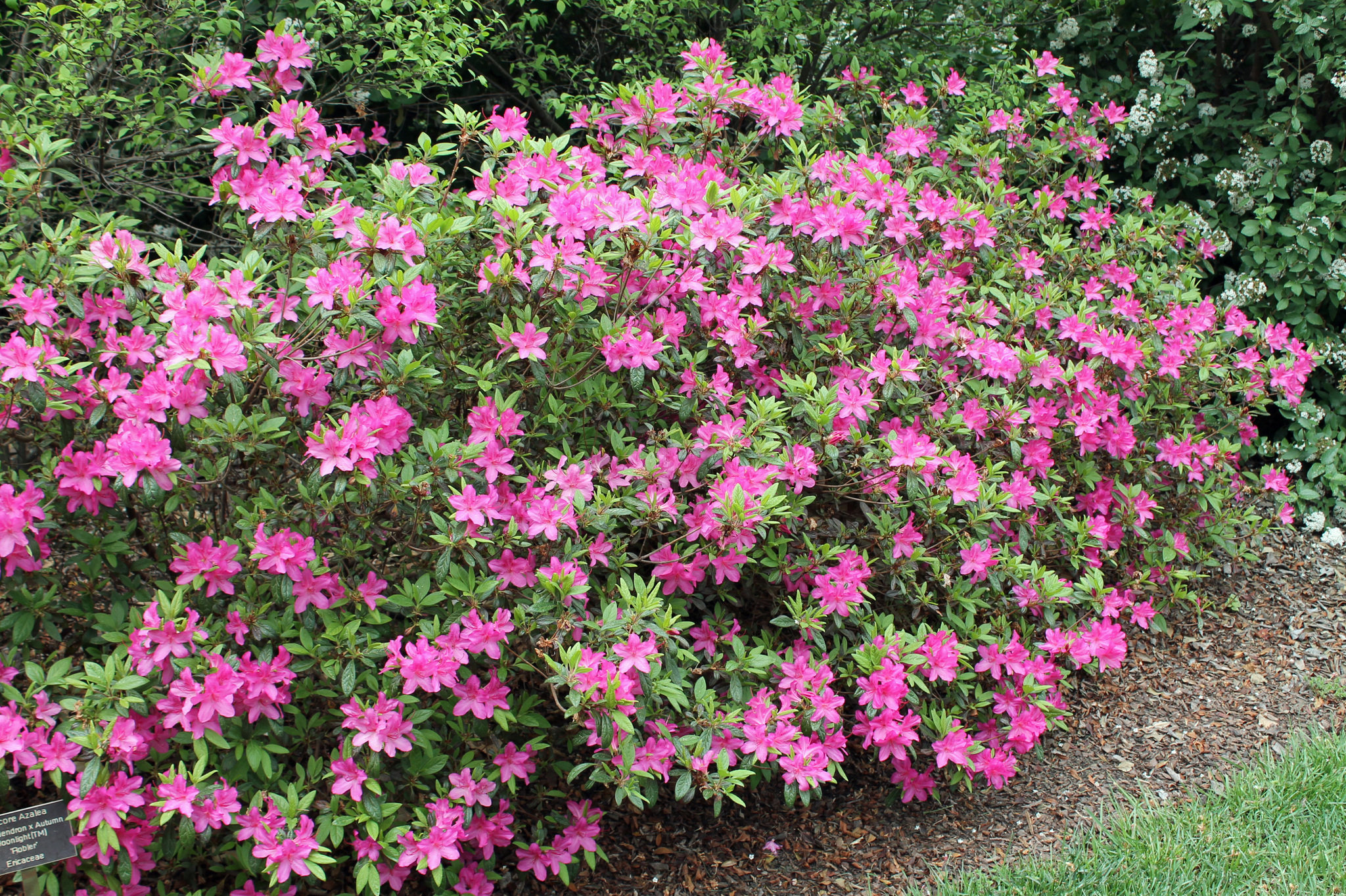 Azalea Bush