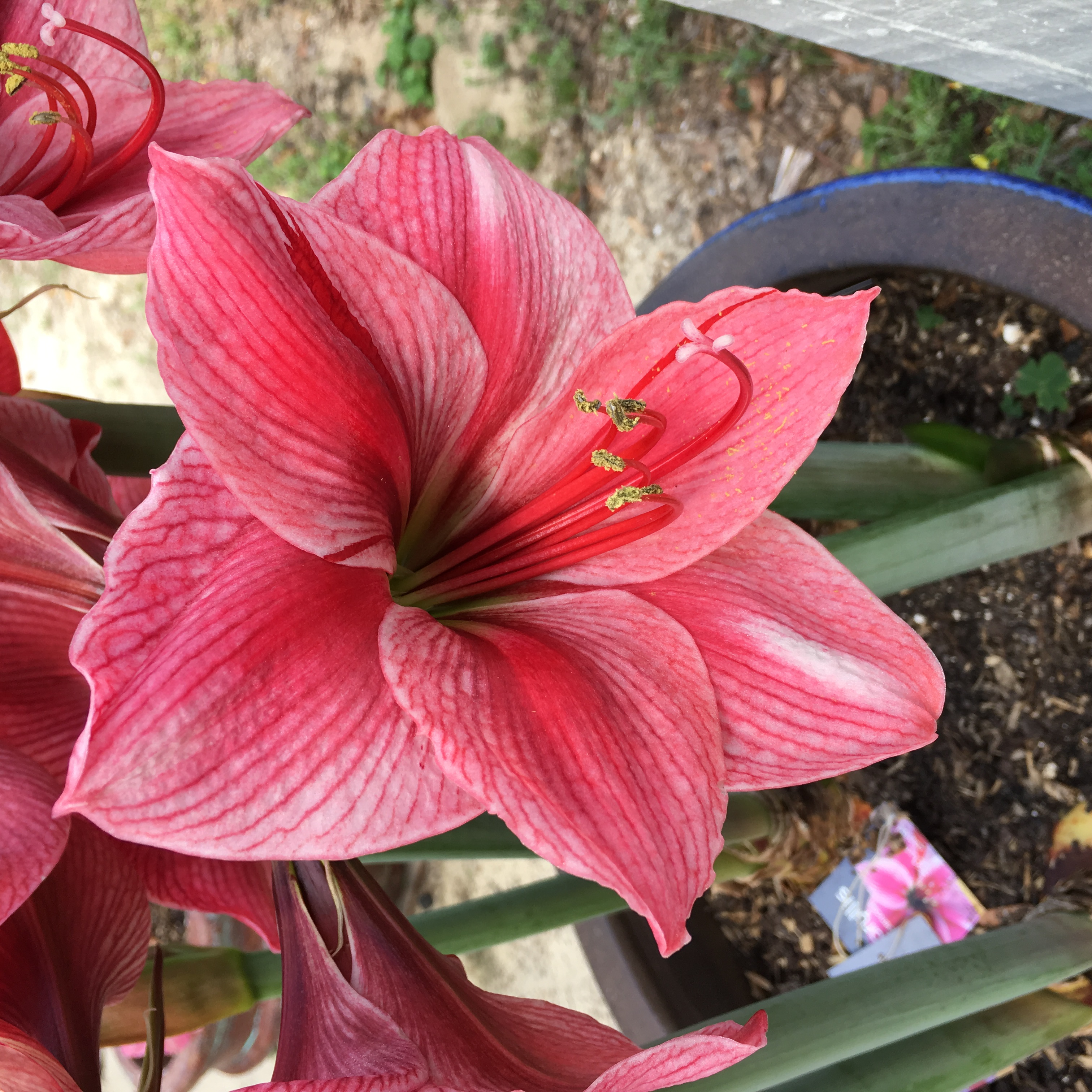 A Bloom Prettier than the Moon | Gardening in the Panhandle