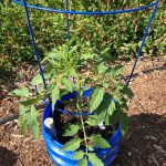 Using a self-watering container is an excellent option if you find yourself away from the garden this summer. Photo by Molly Jameson.