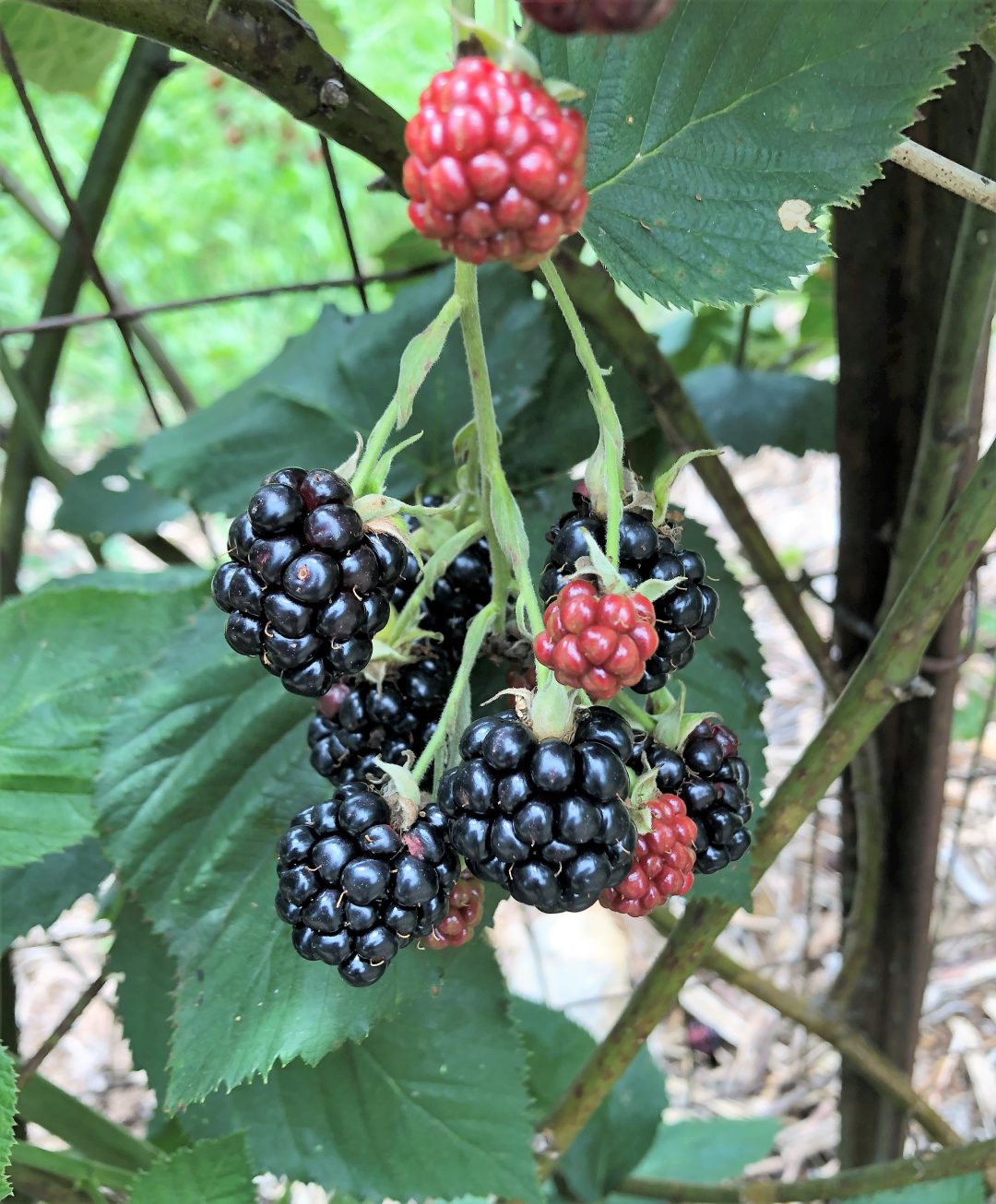 Blackberries Gardening In The Panhandle