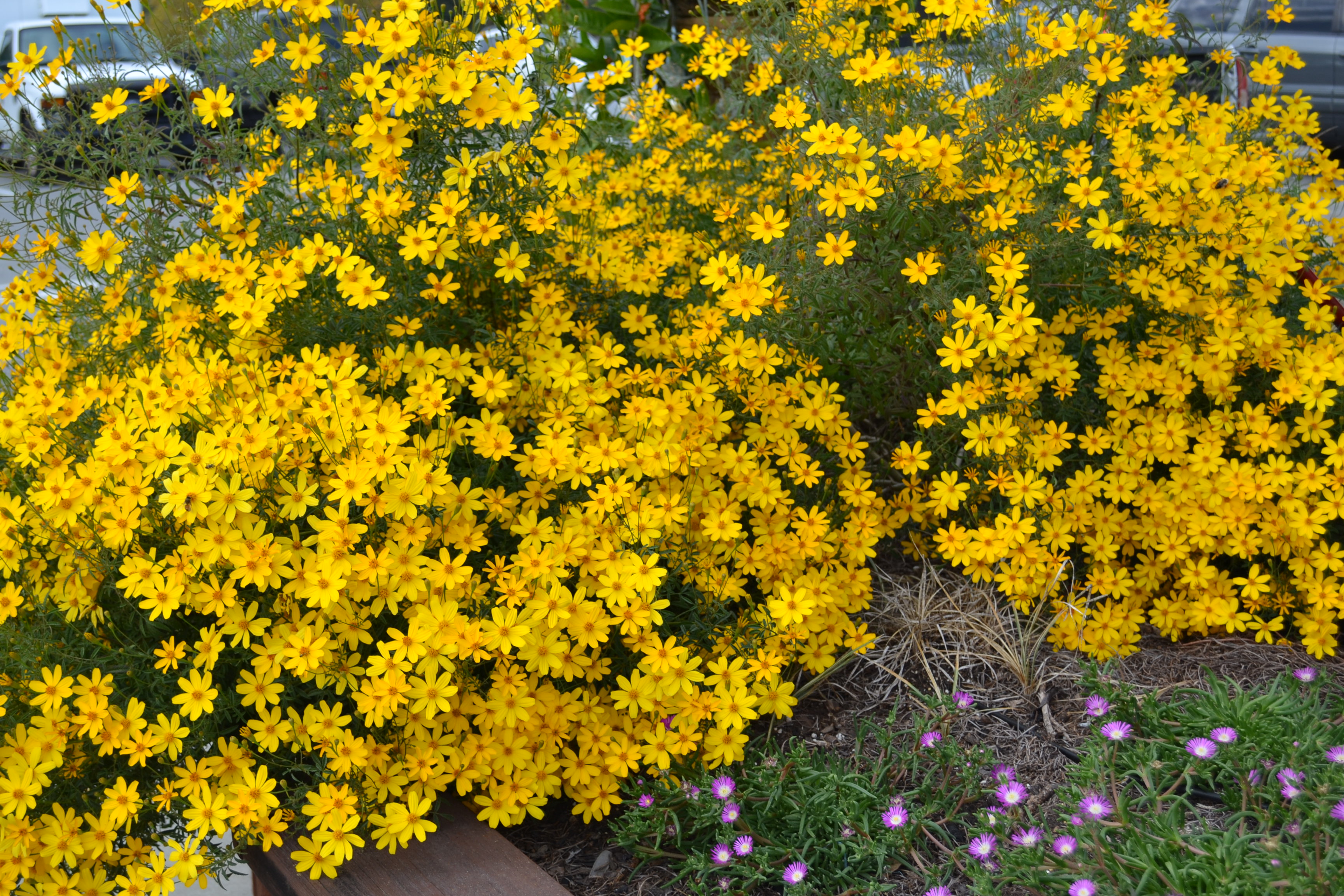 Nematode Management with Marigolds Video | Gardening in the Panhandle