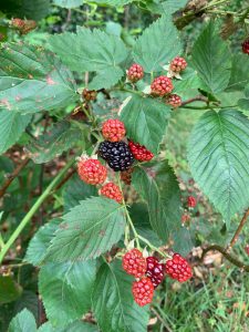 ripening blackberries. 