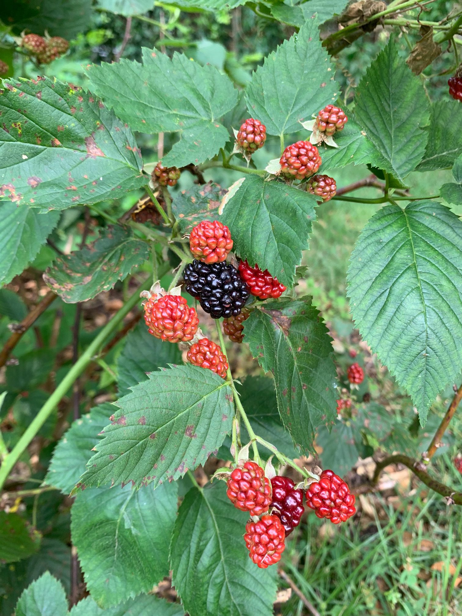 Best time to plant blackberries information