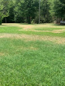 Large Patch: Not the Only Rhizoctonia in Town | Gardening in the Panhandle