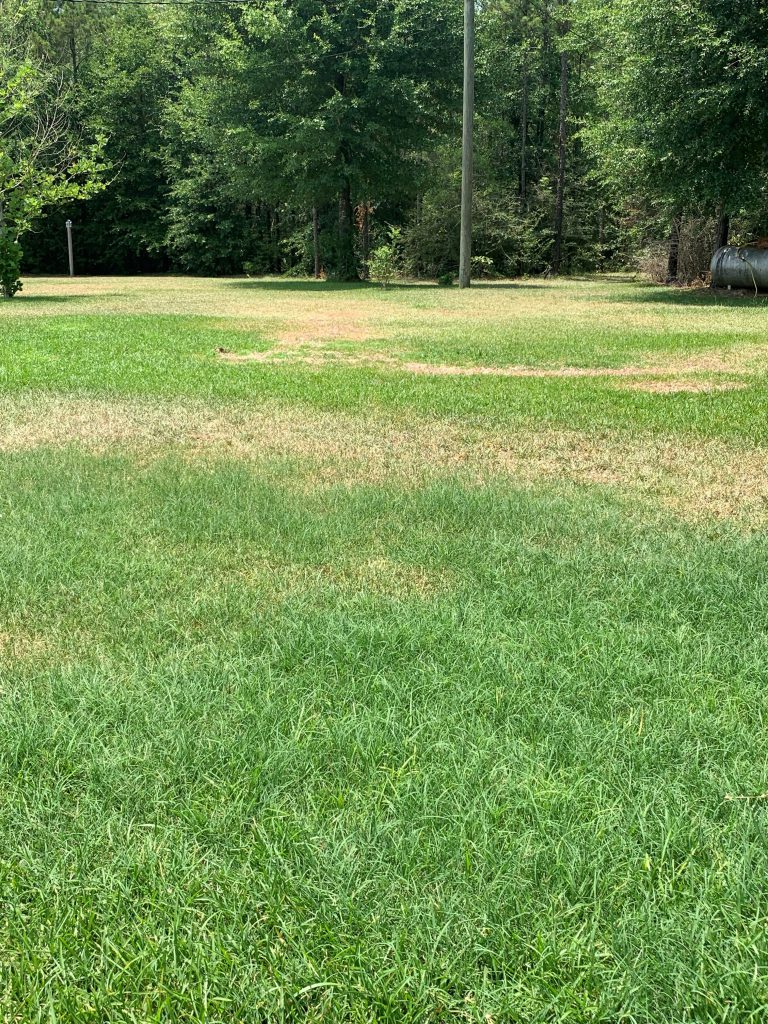 Rhizoctonia in a St. Augustinegrass lawn