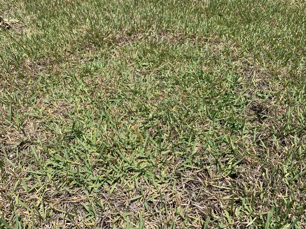 Rhizoctonia in zoysiagrass