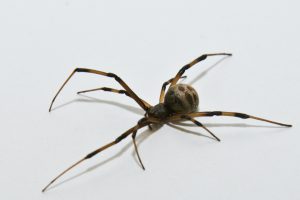 Brown widow spider (female)