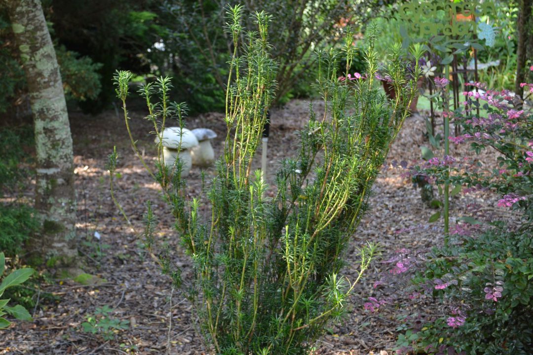 Japanese Plum Yews for the Landscape | Gardening in the Panhandle