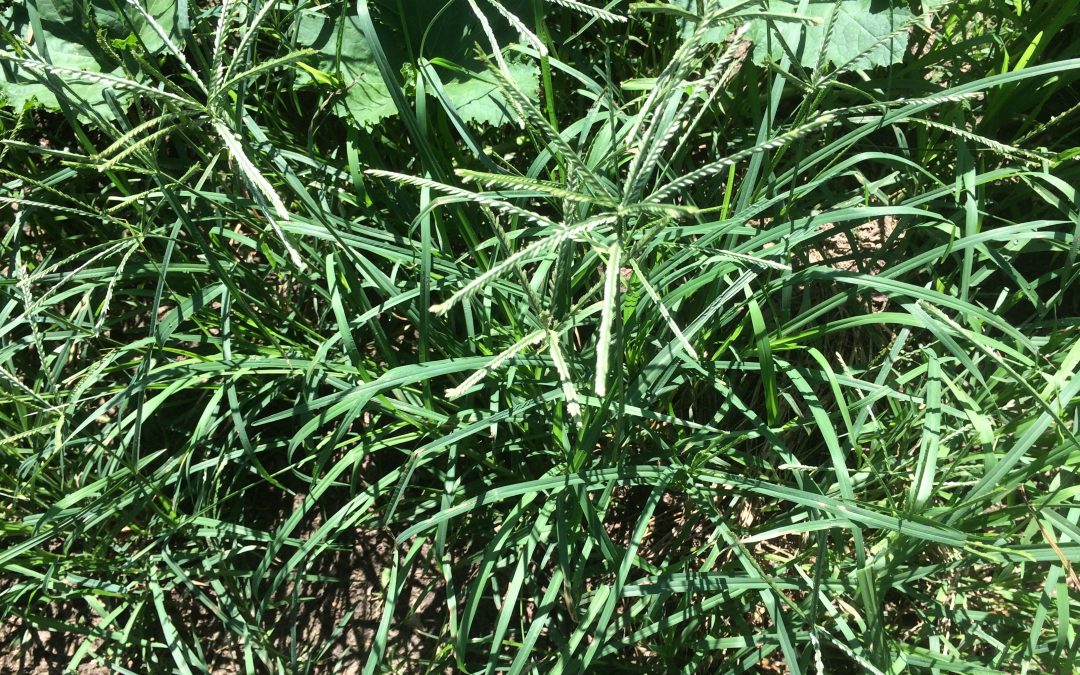 Beware Vaseygrass, an Aggressive Exotic Weed