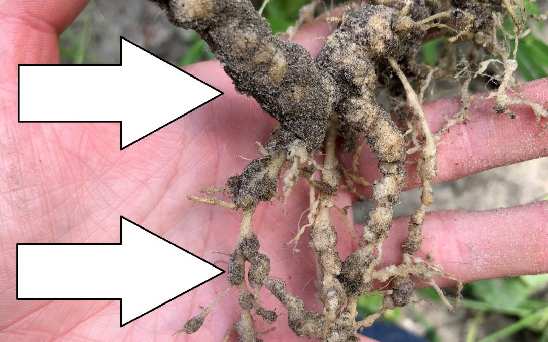 Beware of Root-Knot Nematodes in Your Garden