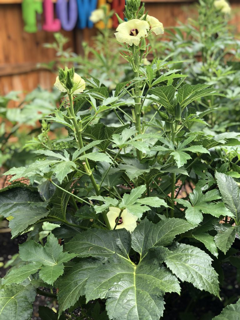 Add Some Cajun to Your Garden with ‘Jambalaya’ Okra! Gardening in the