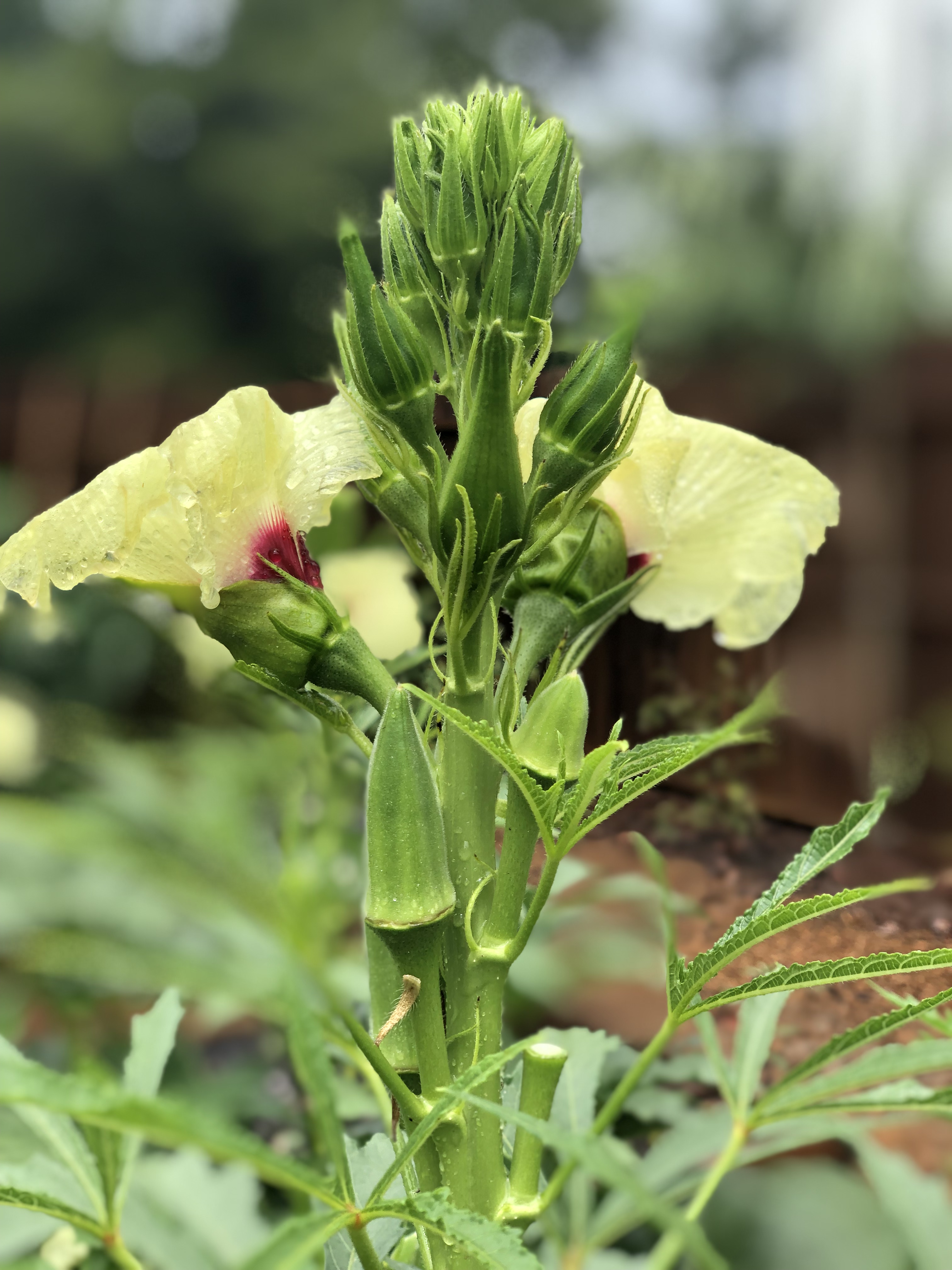 add-some-cajun-to-your-garden-with-jambalaya-okra-gardening-in-the